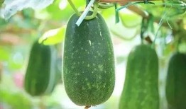 吃瓜也要吃个明白