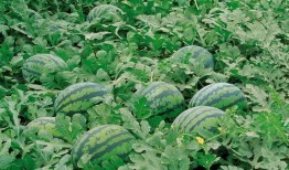 凉棚底下吃瓜图片大全,共享瓜果乐时光