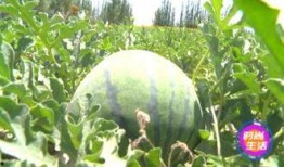 大奇吃瓜不停,揭秘娱乐圈幕后故事