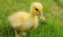 小鹅吃瓜叶,田园生活趣事多