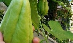 金华佛手瓜如何吃