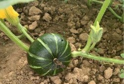 砀山吃瓜碧桂圆,碧桂圆，夏日吃瓜新风尚