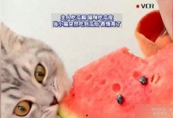 吃小猫的瓜,揭秘吃小猫瓜背后的惊人真相
