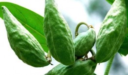 牛角瓜咋吃,探索美味与营养的完美结合