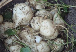 土瓜做吃的,家常土瓜菜谱大集合