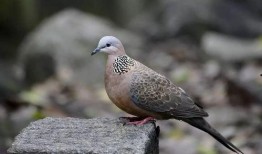 印第安老斑鸠吃瓜,印第安老斑鸠的瓜田奇遇记