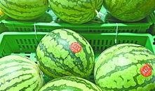 武汉椅子打卡吃瓜,一场别开生面的“吃瓜”盛宴