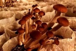 团播吃瓜,揭秘娱乐圈幕后故事