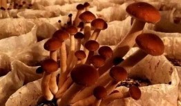 团播吃瓜,揭秘娱乐圈幕后故事