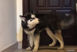 哈士奇吃瓜的视频,萌宠搞笑瞬间大盘点