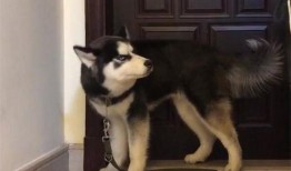 哈士奇吃瓜的视频,萌宠搞笑瞬间大盘点