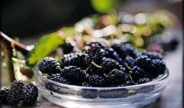 桑葚瓜怎么吃,解锁美味新体验