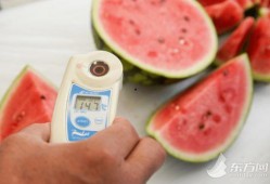 吃瓜就吃顶呱呱,揭秘顶呱呱瓜果的神奇魅力