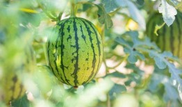 皮球瓜怎么吃才好吃,解锁最佳食用秘诀