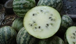 阑尾炎可以吃绿宝瓜吗,绿宝瓜的适宜性探讨