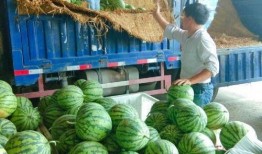 物美超市吃瓜,揭秘瓜农与消费者的甜蜜纠葛