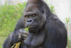 吃瓜女孩猩猩表情包