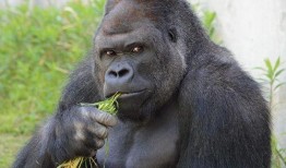 吃瓜女孩猩猩表情包