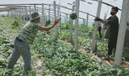 浦东吃瓜好时节,吃瓜好时节，尽享清凉美食之旅