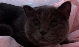 猫可以吃小圆瓜吗,小圆瓜在猫咪饮食中的适宜性解析