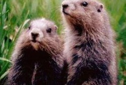 葵鼠吃瓜,一场别开生面的夏日盛宴