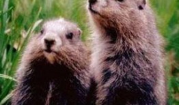 葵鼠吃瓜,一场别开生面的夏日盛宴