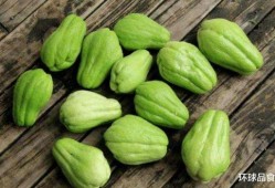 每日吃很多瓜,揭秘每日吃瓜的奇妙世界