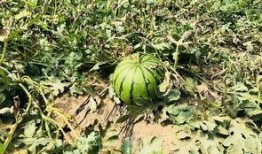 北圈吃瓜,揭秘娱乐圈背后的那些事儿