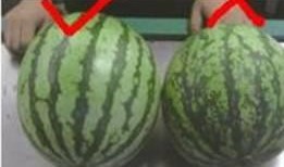 能挖着吃的瓜叫什么瓜,探寻能挖着吃的神奇瓜类