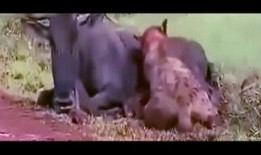 吃货吃瓜小视频,吃货们的美食盛宴