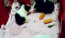 葵鼠吃瓜,一场别开生面的夏日盛宴