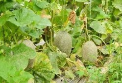 在瓜地吃哈密瓜