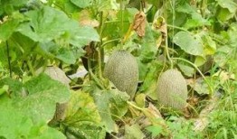 在瓜地吃哈密瓜