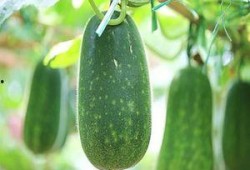 弯弯不弯吃瓜,揭秘网络热词背后的文化现象