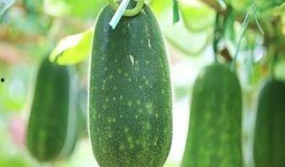 弯弯不弯吃瓜,揭秘网络热词背后的文化现象