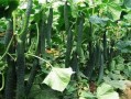 立夏吃瓜坨根,品味传统美食瓜坨根的独特魅力
