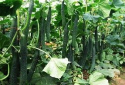 立夏吃瓜坨根,品味传统美食瓜坨根的独特魅力