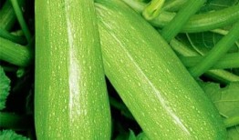 河南农村夏天喝酒吃瓜