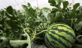 每天都在吃瓜路上,我的每日吃瓜之旅