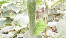 黄瓜尖嘴瓜怎么吃