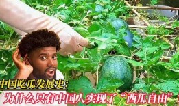 吃瓜发展史,吃瓜文化的发展历程