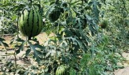 北圈吃瓜,揭秘娱乐圈背后的那些事儿