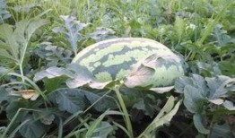 程yoyoyo吃瓜,瓜田里的美食探险记