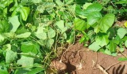 用土瓜种的瓜可以吃吗,安全可食用之谜