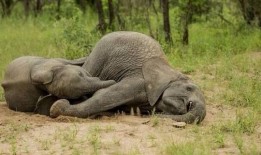 吃瓜小象,揭秘娱乐圈那些不为人知的幕后故事