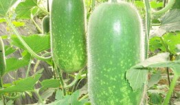 吃瓜要拜瓜是什么意思,网络流行语的趣味解读