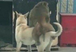 狗吃瓜视频,狗狗的欢乐吃瓜时光