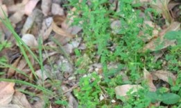 吃瓜拉菲草,探寻神秘植物的传奇故事