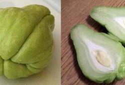 合掌瓜如何吃,解锁美味新体验