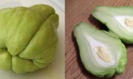 合掌瓜如何吃,解锁美味新体验